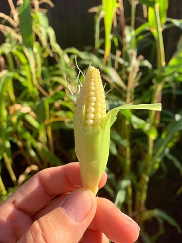 بذور ذرة حلوة ميني بوب F1 ( هجين ) -Sweet Corn Min...