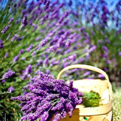 بذور لافندر عضوي - Organic Lavender