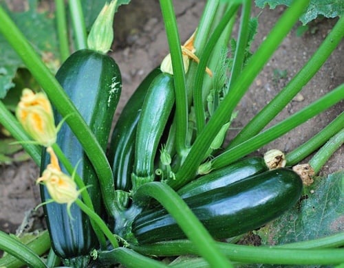 بذور كوسا بلاك بيوتي BLACK BEAUTY (عضوي) - Black B...