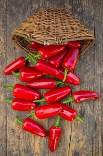 بذور فلفل تام هالبينو - Pepper Seeds - Hot - TAM J...