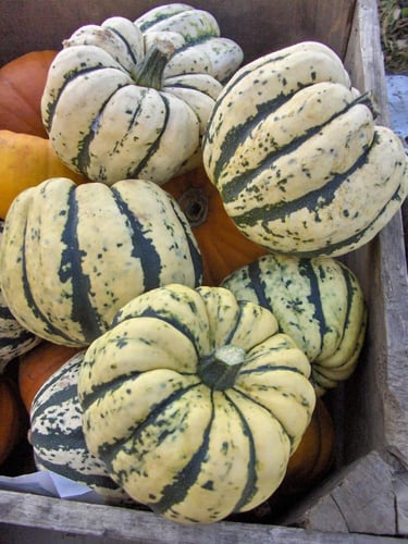 قرع الشتاء الحلوه زلابية