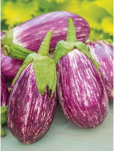 بذور باذنجان مخطط مبكر النمو - striped eggplant se...