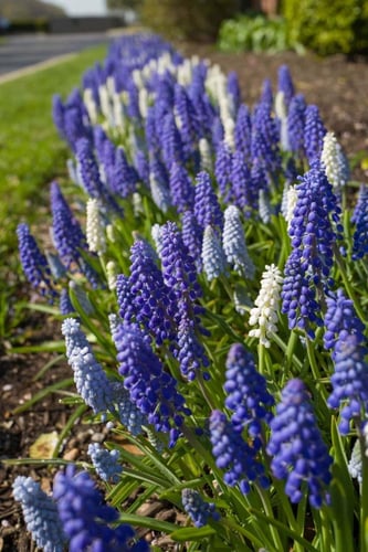 ابصال موسكاري الأرمينية - Muscari armeniacum