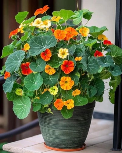 بذور زهور ( ابو خنجر ) نسترشيوم عملاقة ملونة - Nas...