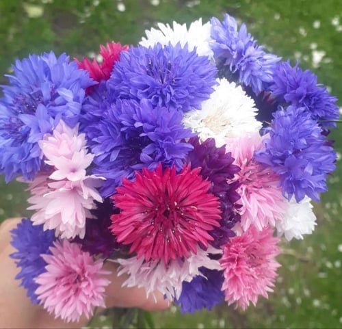 بذور زهرة القنطريون المزدوجة ( زهرة الذرة ) - Doub...