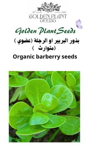 بذور البربير (فزفخ) او الرجلة او البقلة ( عضوي ) B...