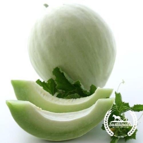 بذور البطيخ الاخضر العسلي ( عضوي ) - Melon Seeds -...