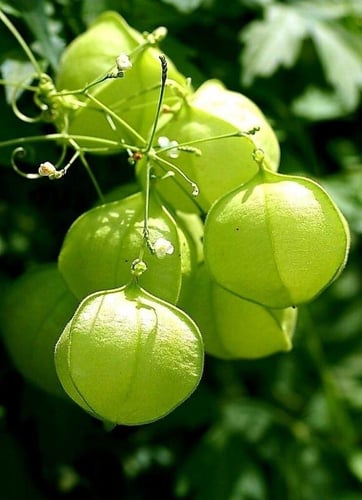 بذور متسلقة البالون او الفانوس (متوارث)