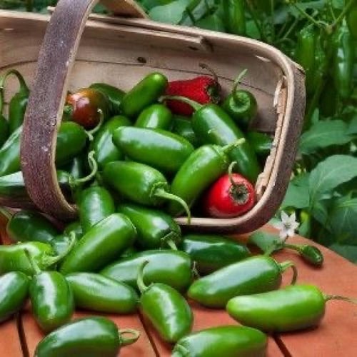 بذور فلفل تام هالبينو - Pepper Seeds - Hot - TAM J...