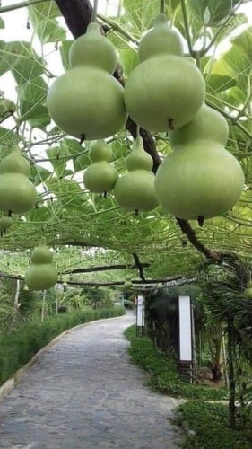 بذور زجاجة القرع - زجاجة كبيرة - Pumpkin Seeds - L...