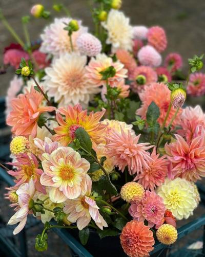 بذور الداليا سلسلة فيجارو - Dahlia Seeds - Figaro...