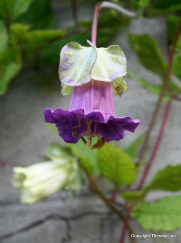 كوبيا سكاندن او متسلقة اجراس الكاتدرائية - Cobaea...