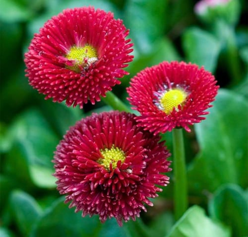 بذور زهور الأقحوان المعمرة - perennial chrysanthem...