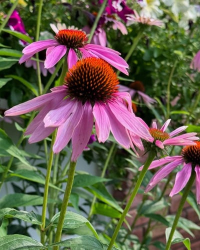 بذور زهور إشنسا ( القنفدية ) - زهرة المخروط الأرجو...