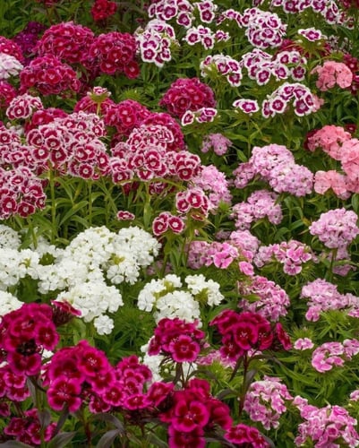 بذور زهور القرنفل اللطيف بينوكيو (سويت وليام )-Cut...