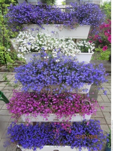 بذور زهور اللوبيليا سلسلة من اللؤلؤ الملونة -Lobel...