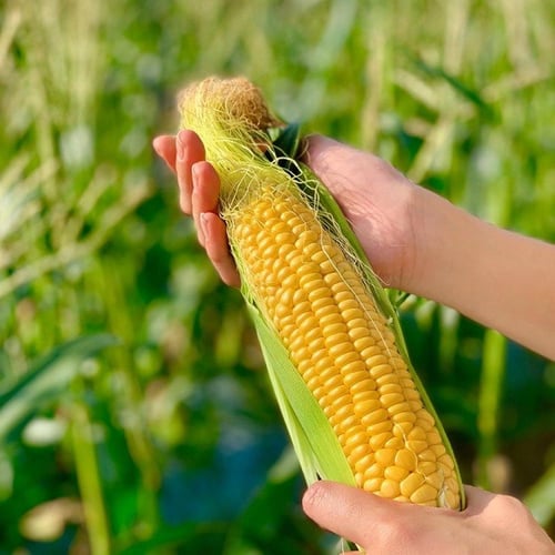 بذور ذرة سكرية الشمس الساطعة - Sunshine Sweetcorn...