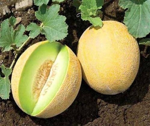 بذور شمام الأناناس - Pineapple melon seeds