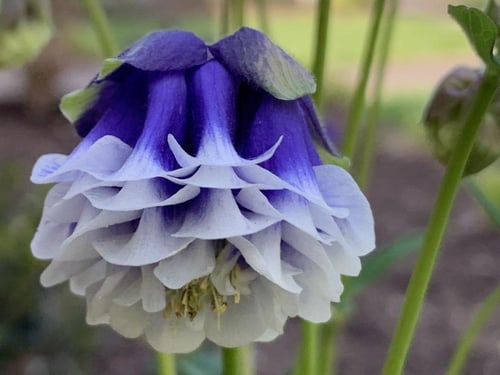 بذور زهور أكويليجيا بيدرمير مختلطة - Aquilegia Bie...