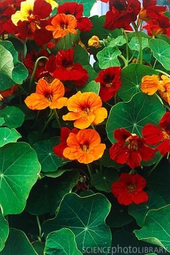 بذور زهور نشتريشيوم" أبو خنجر" ملون- Nasturtium مت...