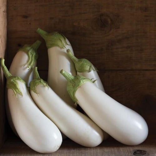 بذور باذنجان ابيض وغزير الانتاج