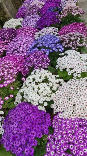 بذور زهور السينيراريا - cineraria flower seeds