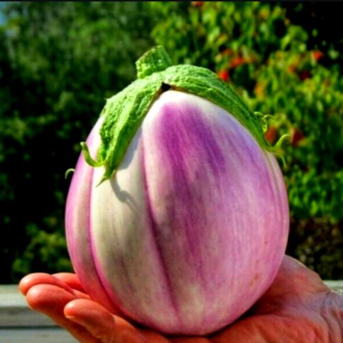 بذور باذنجان الجمال الوردي -Pink Beauty Eggplant S...