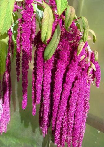 بدور زهور الأمارنث الفوشيا - fuchsia amaranth flow...
