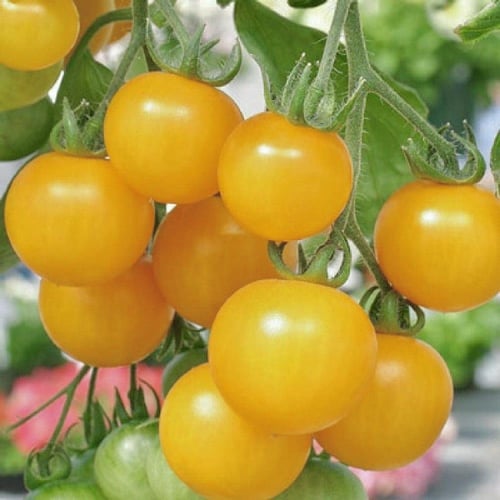 بذور طماطم المشمش الأصفر - Yellow apricot tomato s...