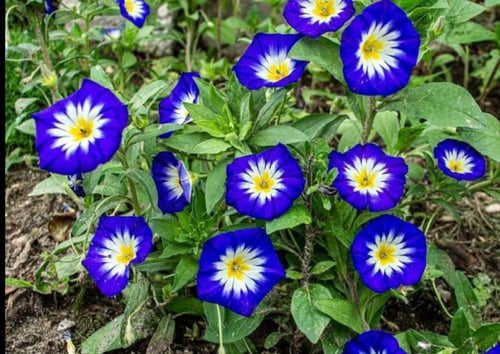 بذور زهور اللبلاب الراية الزرقاء ثلاثي الألوان ( م...