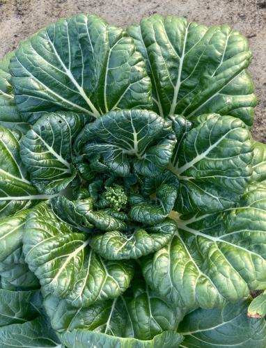 بذور بوك تشوي صيني ( عضوي ) - Chinese bok choy see...