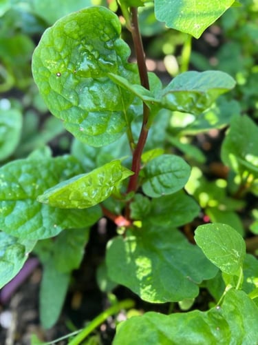 بذور سبانخ مالابار ( mountain valley )