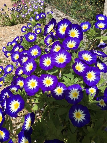 بذور زهور اللبلاب الراية الزرقاء ثلاثي الألوان ( م...