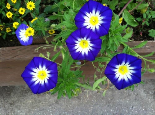 بذور زهور اللبلاب الراية الزرقاء ثلاثي الألوان ( م...