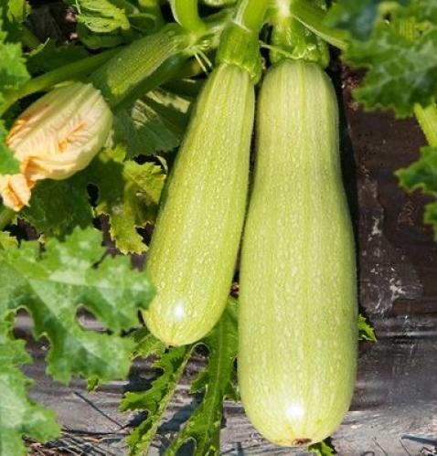 بذور كوسا الشروق الأخضر - Green Sunrise Zucchini S...