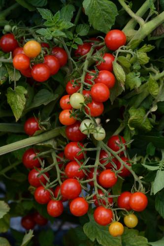 بذور الطماطم الكرزية العضوية - Organic cherry toma...