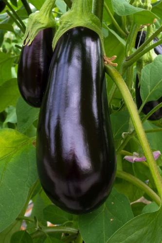 بذور باذنجان الجمال الاسود - Black Beauty Eggplant...