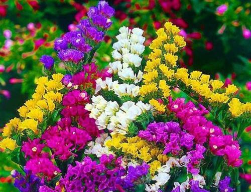 بذور زهور ستاتيك - Statice flower seeds