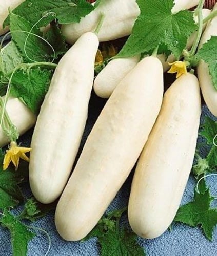 بذور الخيار الأبيض العجيب -Amazing white cucumber...