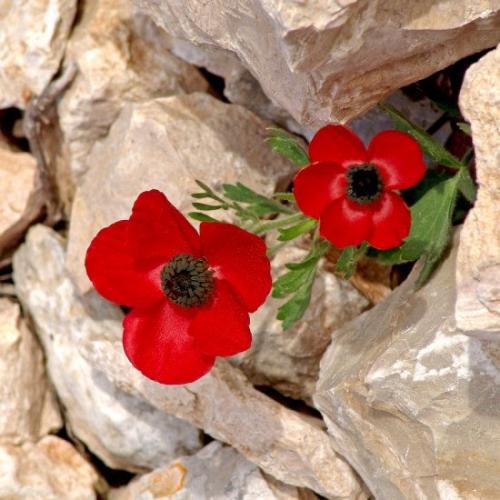 بذور زهور ادونيس - Adonis annua