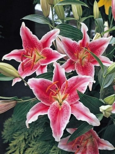 ابصال زنابق الليليوم - Lily bulbs