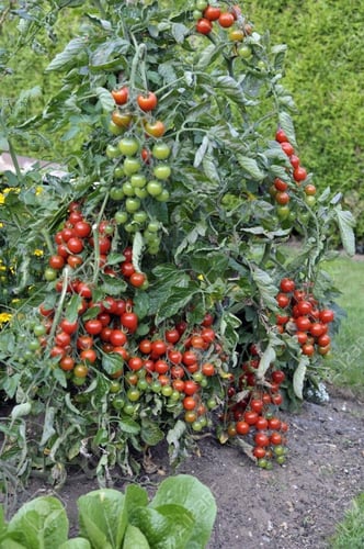 بذور طماطم كرزية - cherry tomato seeds