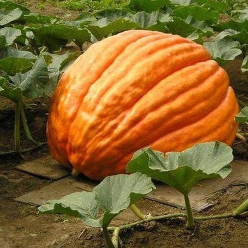 بذور اليقطين الكبير ماكس - Big Max Pumpkin
