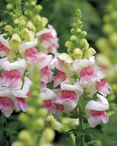 بذور زهور فم السمكة ( انف العجل ) الملونة - DWARF...