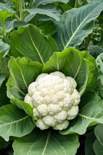 بذور قرنبيط ابيض - white cauliflower seeds
