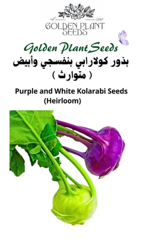بذور كولرابي بنفسجي وأبيض ( هجين ) كرنب - Purple a...