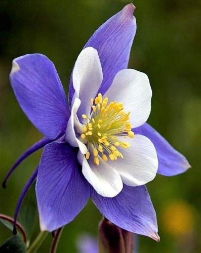 بذور زهرة الحوذان ماكاناس العملاق - Columbine Seed...