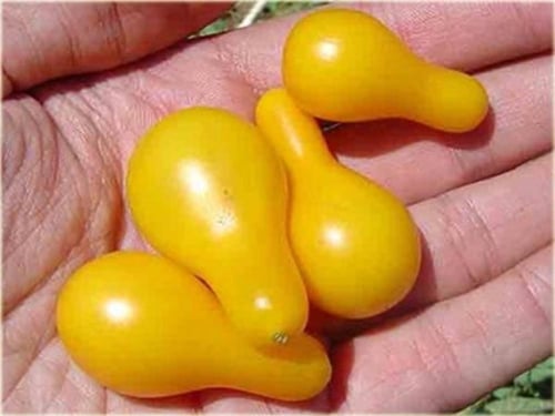 بذور طماطم كمثري اصفر ( عضوي ) -Organic Yellow Pea...