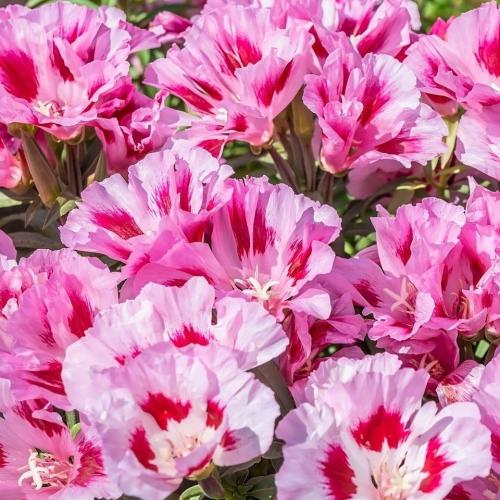 بذور زهرة جوديتا روزوڤ -Judeta rosea flower seeds