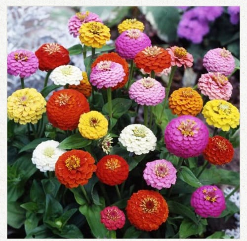 بذور زهور زينيا سبرايت مختلط - Zinnia Sprite mixd